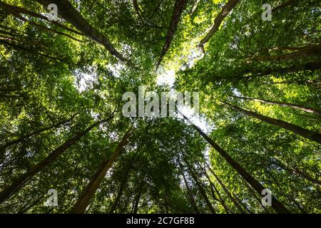 Heart shape in the forest treetops at Jasmund National Park, Rügen, Germany, part of the `Ancient and Primeval Beech Forests' UNESCO world heritage. Stock Photo